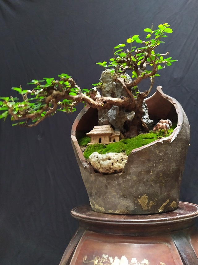 Thiết kế tiểu cảnh chum vỡ bonsai đơn giản nhưng đẹp mắt