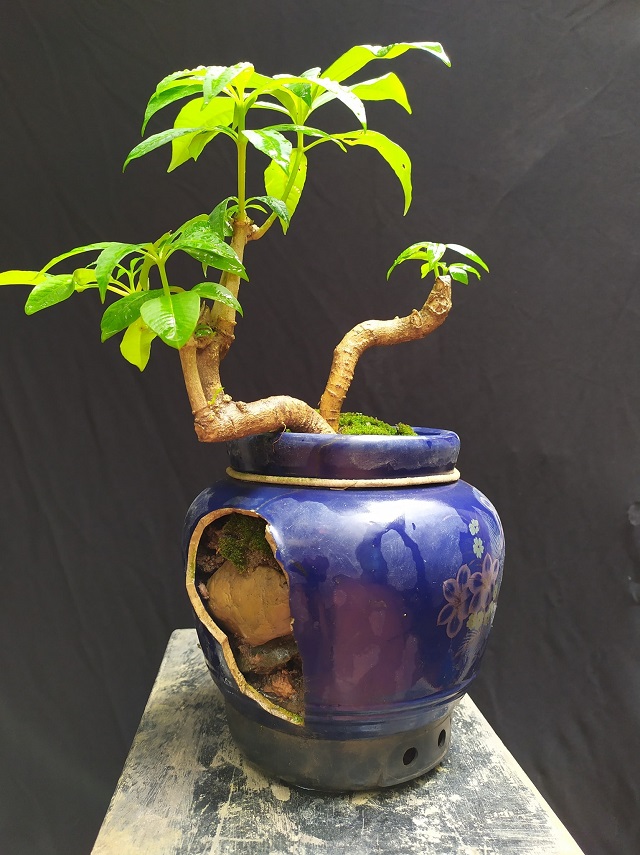 Tiểu cảnh chum vỡ dễ dàng phối hợp với nhiều kiểu bonsai
