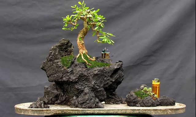 Mẫu tiểu cảnh bonsai đơn giản, dễ thiết kế