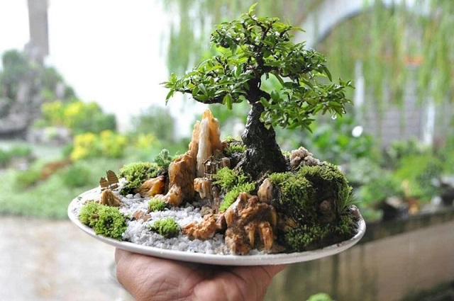 Mẫu tiểu cảnh bonsai mini rất thích hợp để trang trí bàn làm việc