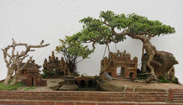 Tiểu cảnh bonsai cây si