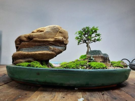 Tiểu cảnh bonsai