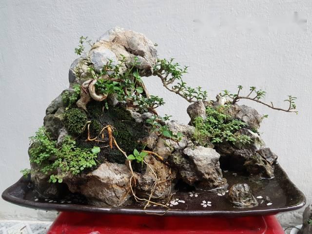 Tiểu cảnh bonsai thích hợp trang trí ở nhiều không gian khác nhau