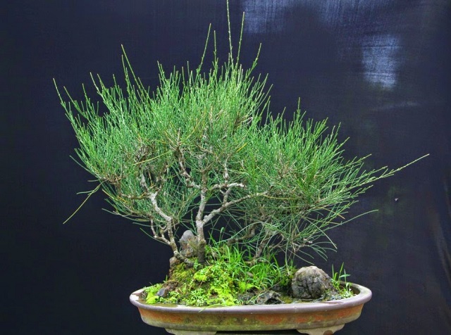 Tiểu cảnh cây thông bonsai mang đến màu xanh tươi mát cho không gian